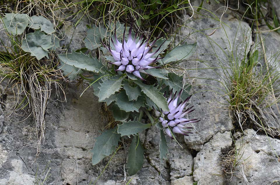 Physoplexis comosa / Raponzolo di roccia